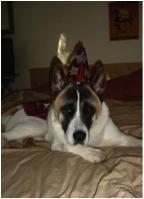 Tricks and Treats of Fall