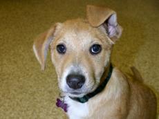 This holiday season could be "ruff"