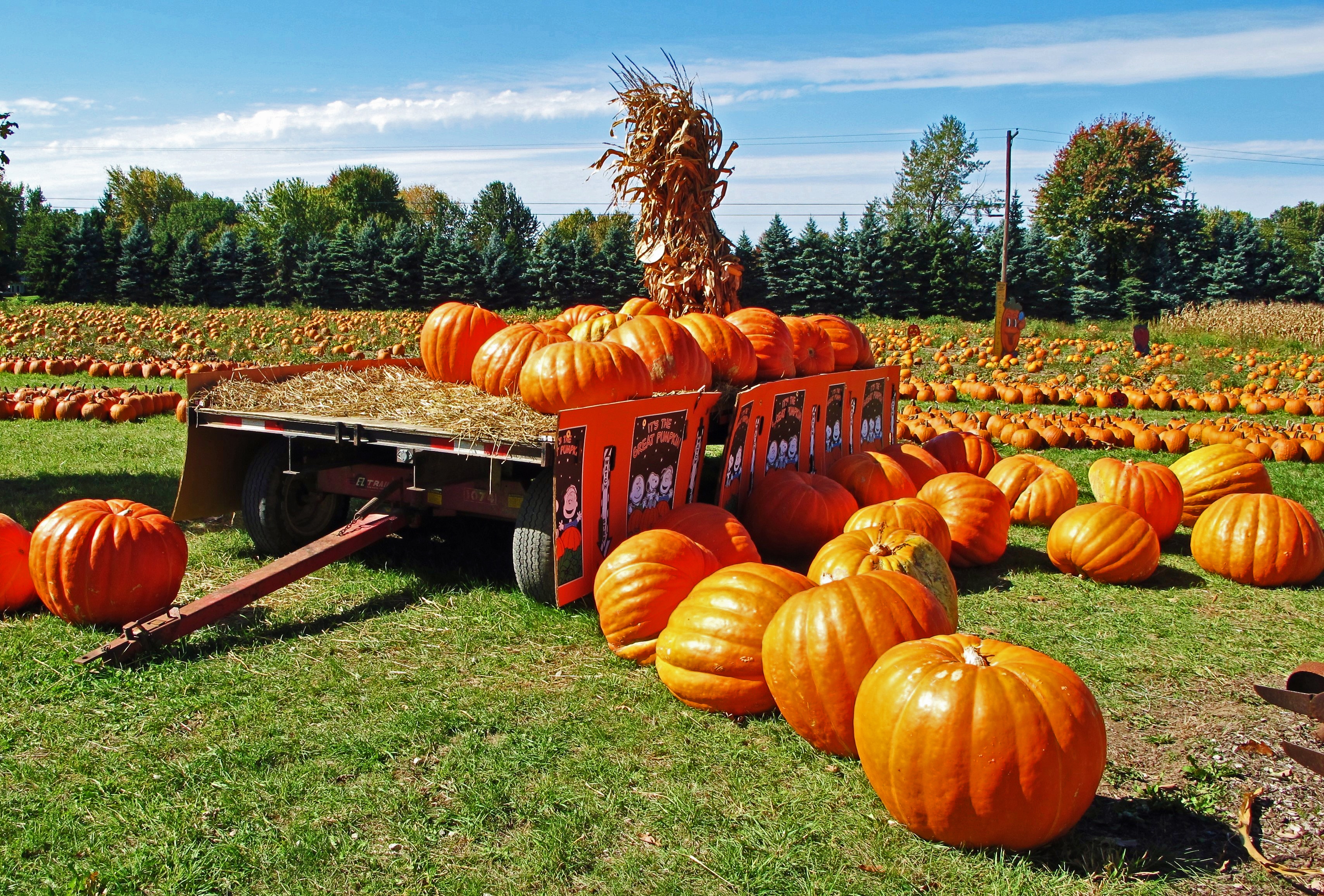 Pumpkins on pumpkins! Nostalgia abounds in the autumn.