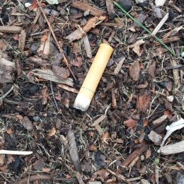 Cigarette butt improperly disposed of in mulch