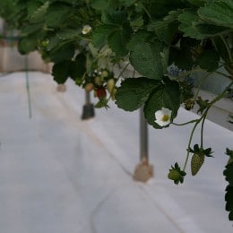 Hydroponics is a futuristic method of agriculture.