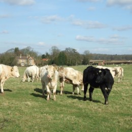 Farm-To-Table practices make life better for everyone, including the cows.