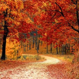 Mosaic’s Autumn Playlist