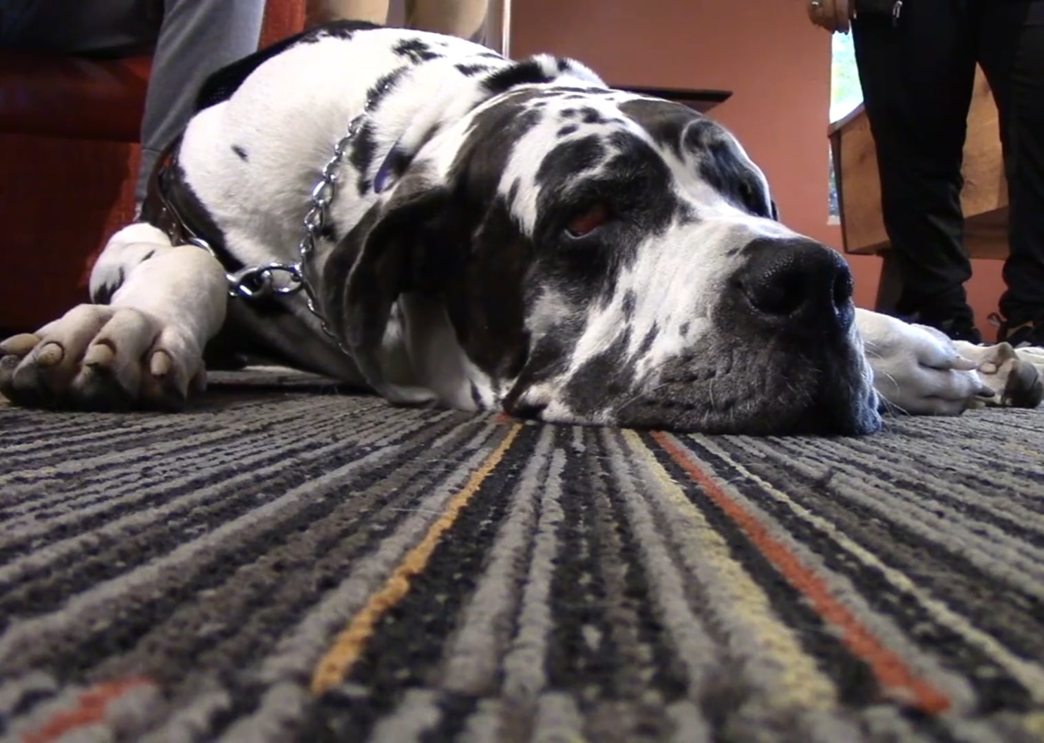 Salve Hosts Pet Therapy Stress Buster for Students (Video)
