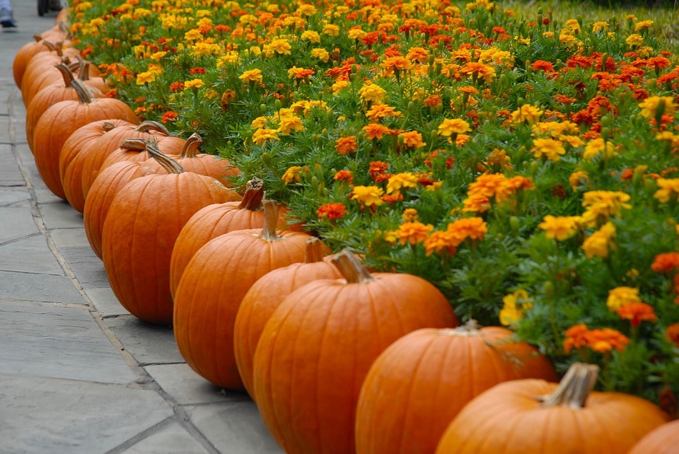 Orange October Fall Pumpkin Autumn Halloween