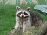 "Raccoon Cute Pose" by Harlequeen is licensed under CC BY 2.0