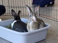New Salve Service Opportunity: Bunny Play Group