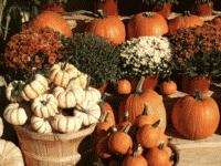 Mum’s the Word! : Fun Fall Activities To Do this Columbus Day Weekend